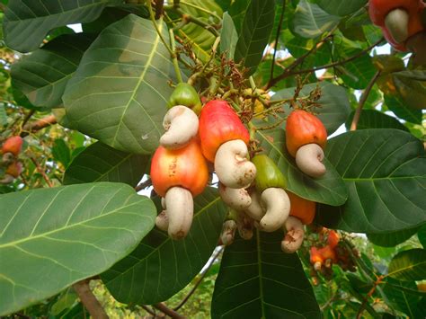 Cashew trees are native to Brazil, but they can be grown in many other tropical climates. The trees are drought-resistant and can grow to be 30 feet tall. The cashew nuts grow in clusters at the end of the tree’s branches. The nuts are enclosed in a hard shell that is surrounded by a soft, fleshy covering called the cashew apple.